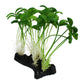 Komodo Sprout Plant - Lifelike Aquarium and Terrarium Decor