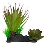 Komodo Succulent Plant - Terrarium Decor, 2 Plants on One Base, view 2