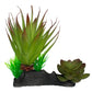Komodo Succulent Plant - Terrarium Decor, 2 Plants on One Base