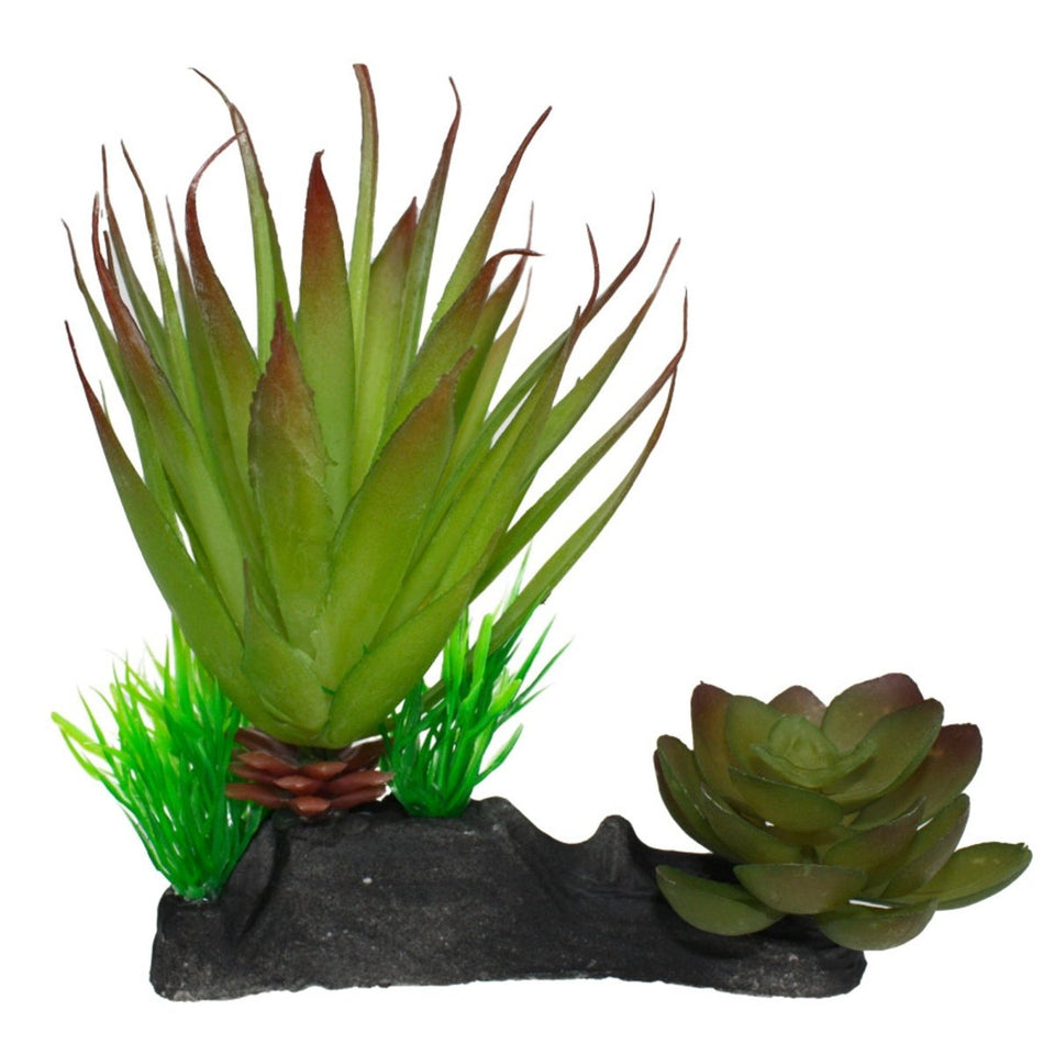 Komodo Succulent Plant - Terrarium Decor, 2 Plants on One Base