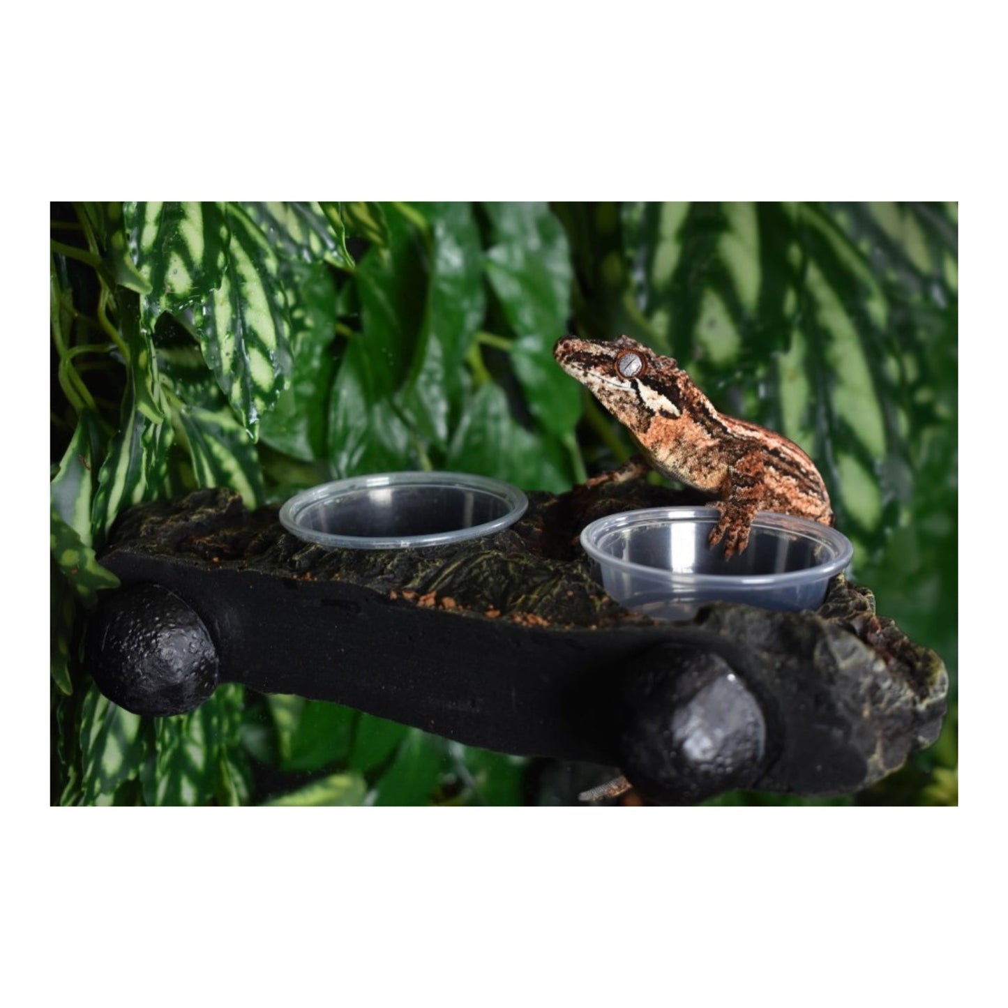 Komodo Magnetic Gecko Dual Feeding Ledge - Magnetic Terrarium Ledge for Arboreal Reptiles 22in