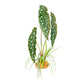 Komodo Standing Plant Spotted Begonia, 18 in