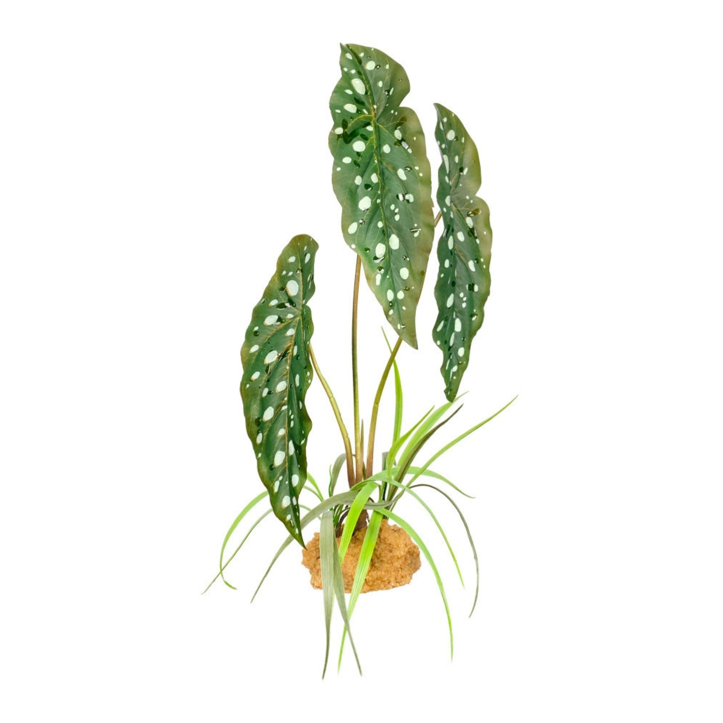 Komodo Spotted Begonia Standing Plant for Terrariums, 18 in