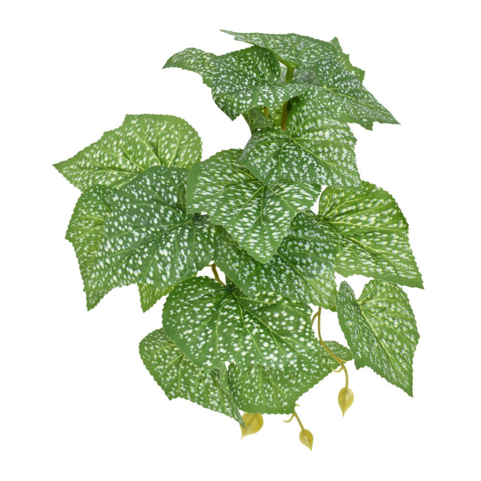 Komodo Standing Spotted Pothos Plant 1ea/5 in