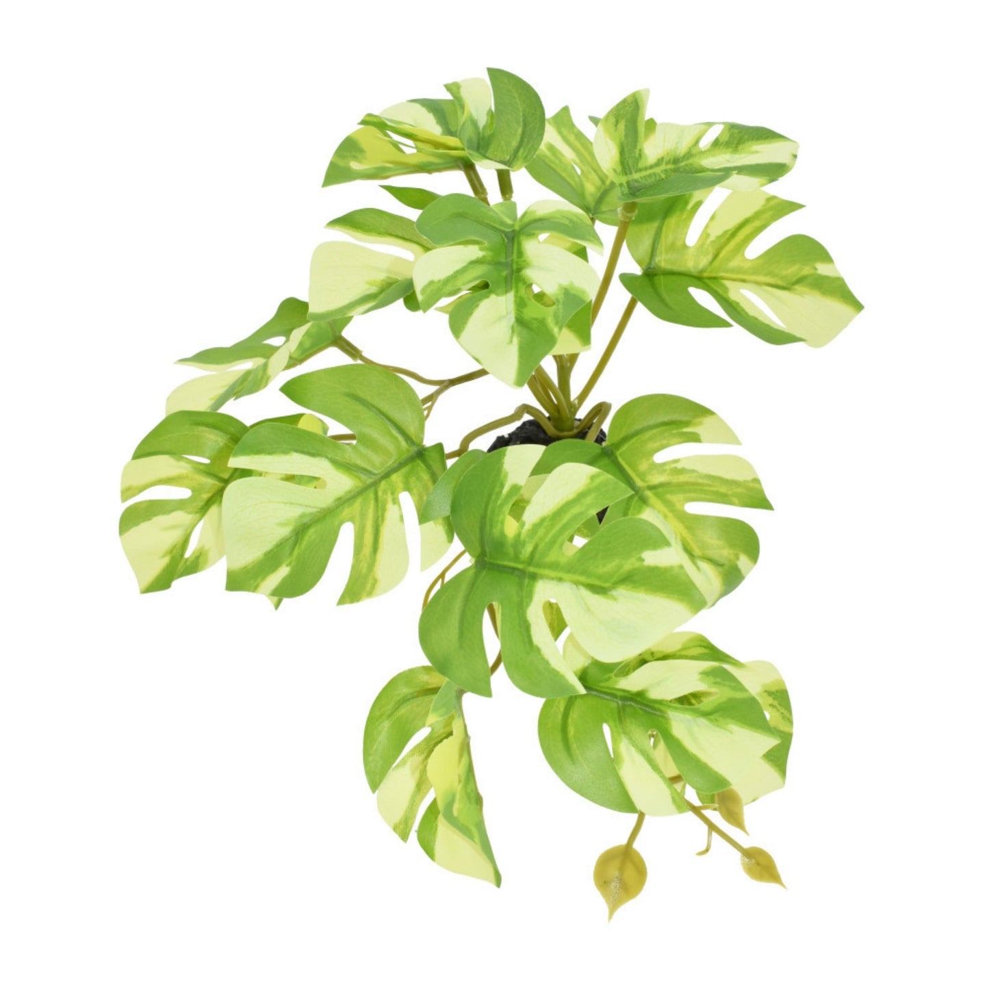 Komodo Standing Variegated Monstera Plant 5 in - Terrarium Decor