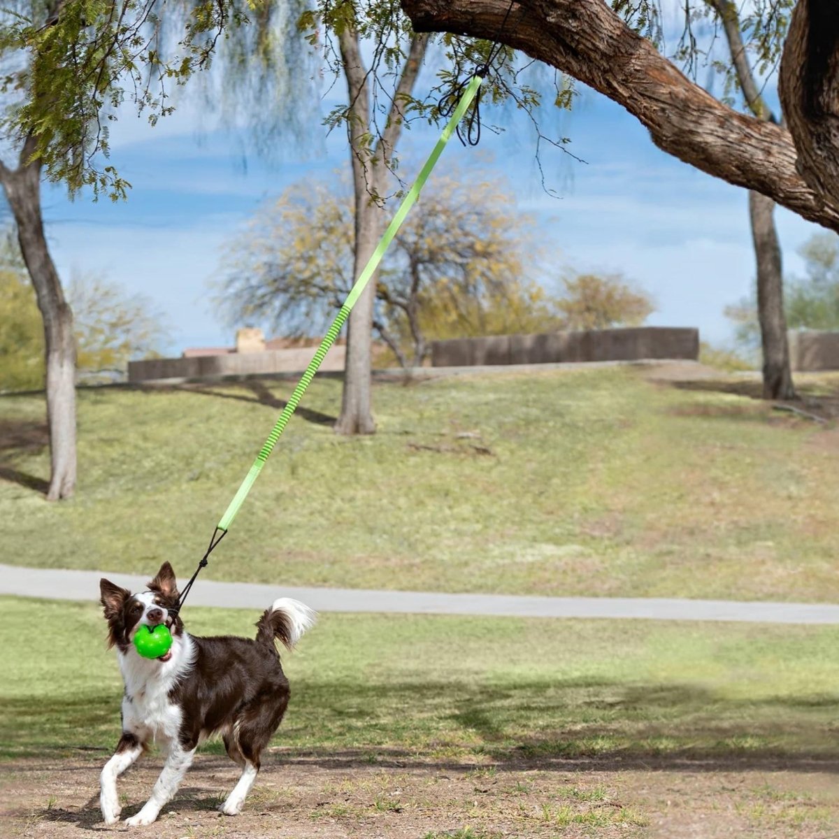 Jolly Pets Tree Tugger Bungee Green Large - Pets Perfect