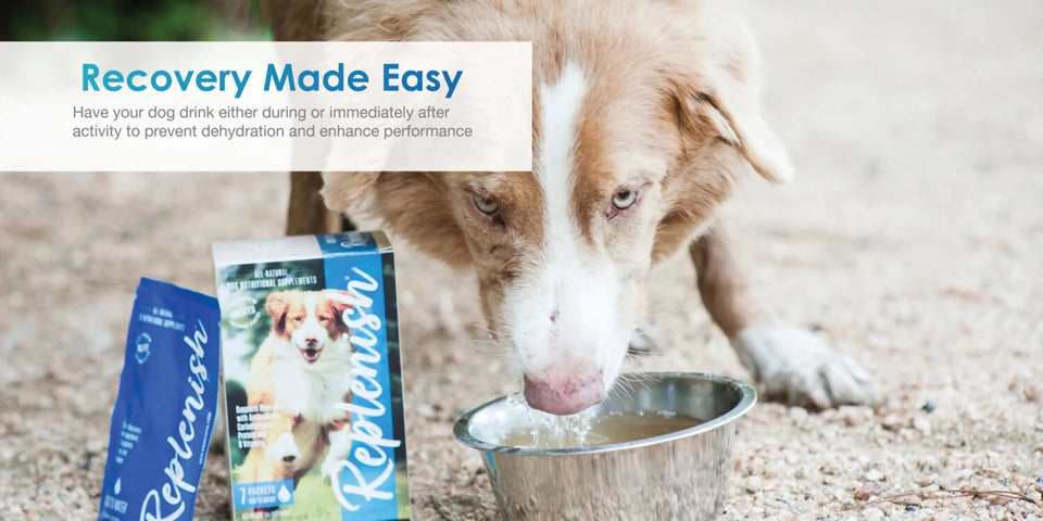 Replenish Dog Water Supplement (10 ct) - Pets Perfect