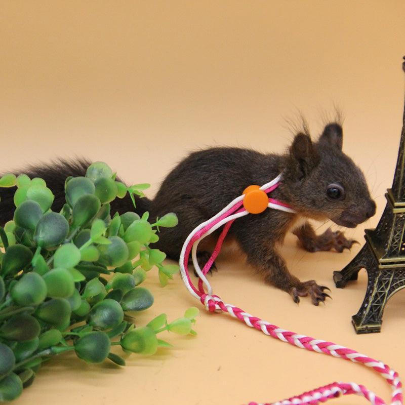 Soft And Secure Hamster Adventure Rope - Pets Perfect