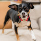 Stella & Chewy's Dog Dental Delights X-Small 23 ct, view 3