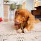 Stella & Chewy's Dog Dental Delights Large 4 ct, view 3