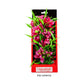 Aquatop Vibrant Passion Plant Rose 10in - Pets Perfect