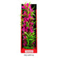 Aquatop Vibrant Passion Plant Pink 16in - Pets Perfect