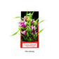 Aquatop Vibrant Garden Plant Violet 6in - Pets Perfect