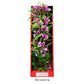 Aquatop Vibrant Garden Plant Violet, 1ea/16 in - Pets Perfect