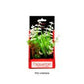 Aquatop Vibrant Wild Plant White 6in - Pets Perfect