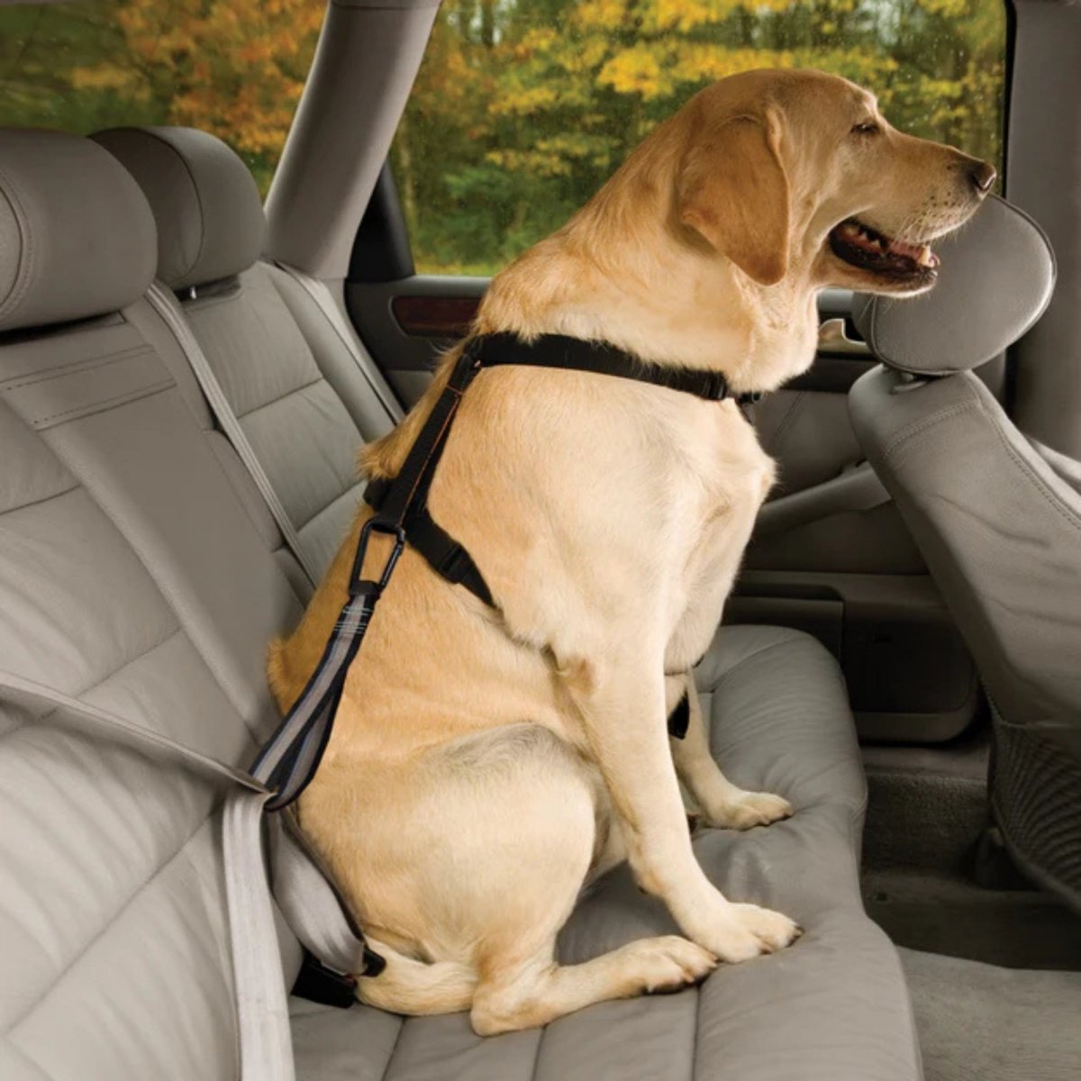Kurgo Dog Seat Belt Tether Carabinar - Pets Perfect