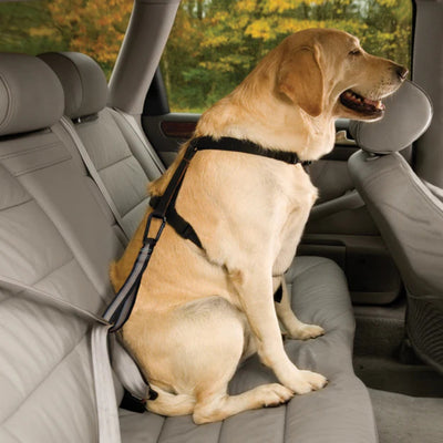 Kurgo Dog Seat Belt Tether Carabinar