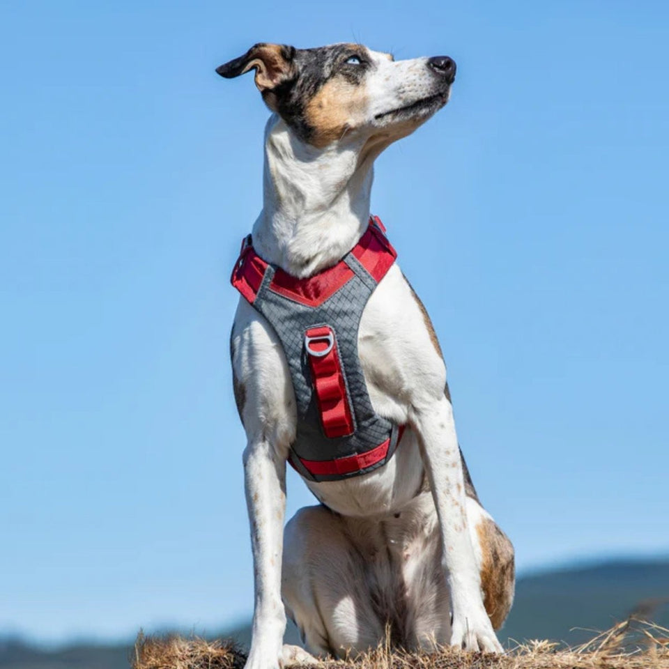 Kurgo Dog Journey Air Dog Harness Red Small, view 2