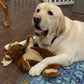 Hugglehounds Dog Rope X Brace Maple Moose 16 Inch - Pets Perfect