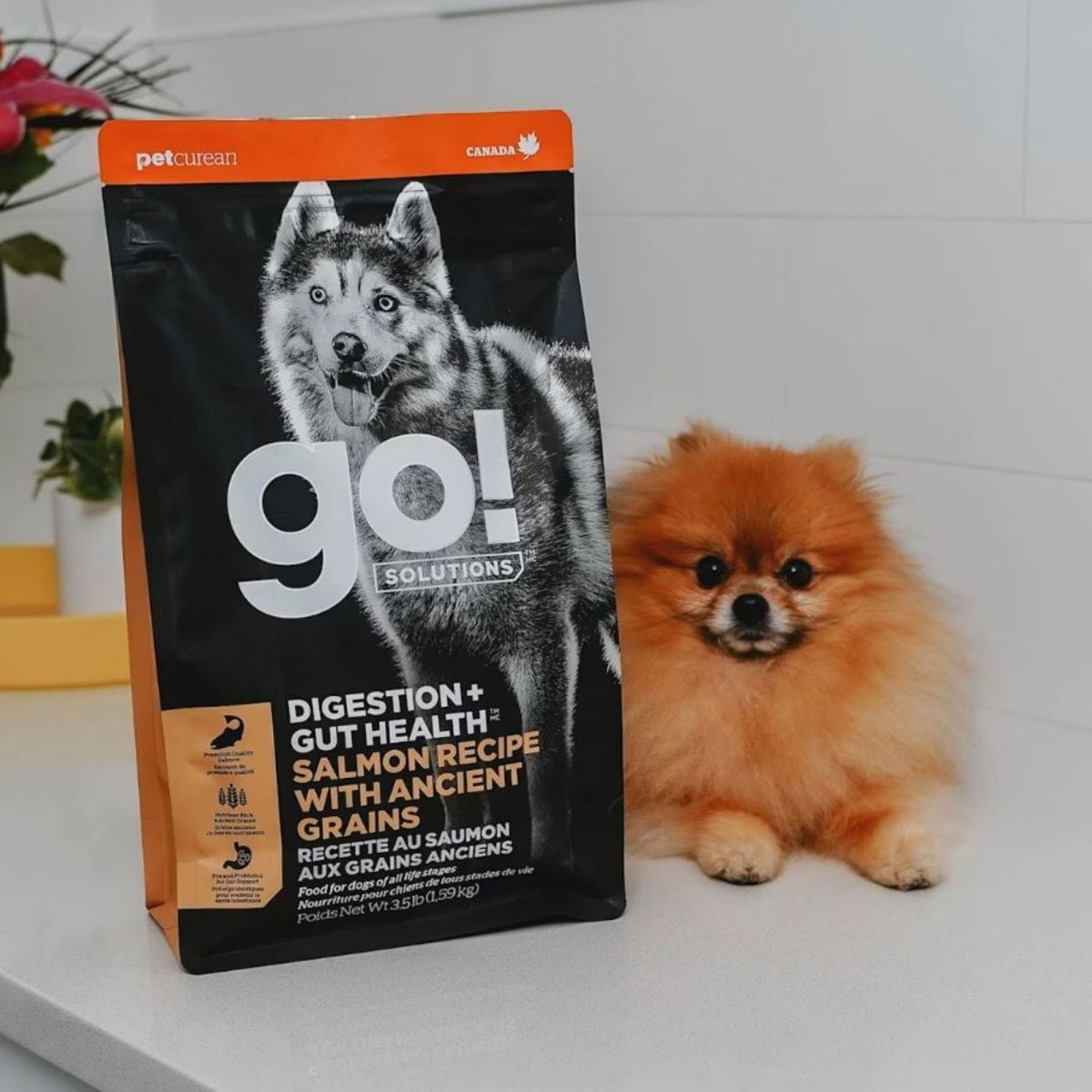 Go! Dog Digestion & Gut Health Salmon Ancient Grain 12Lb - Pets Perfect