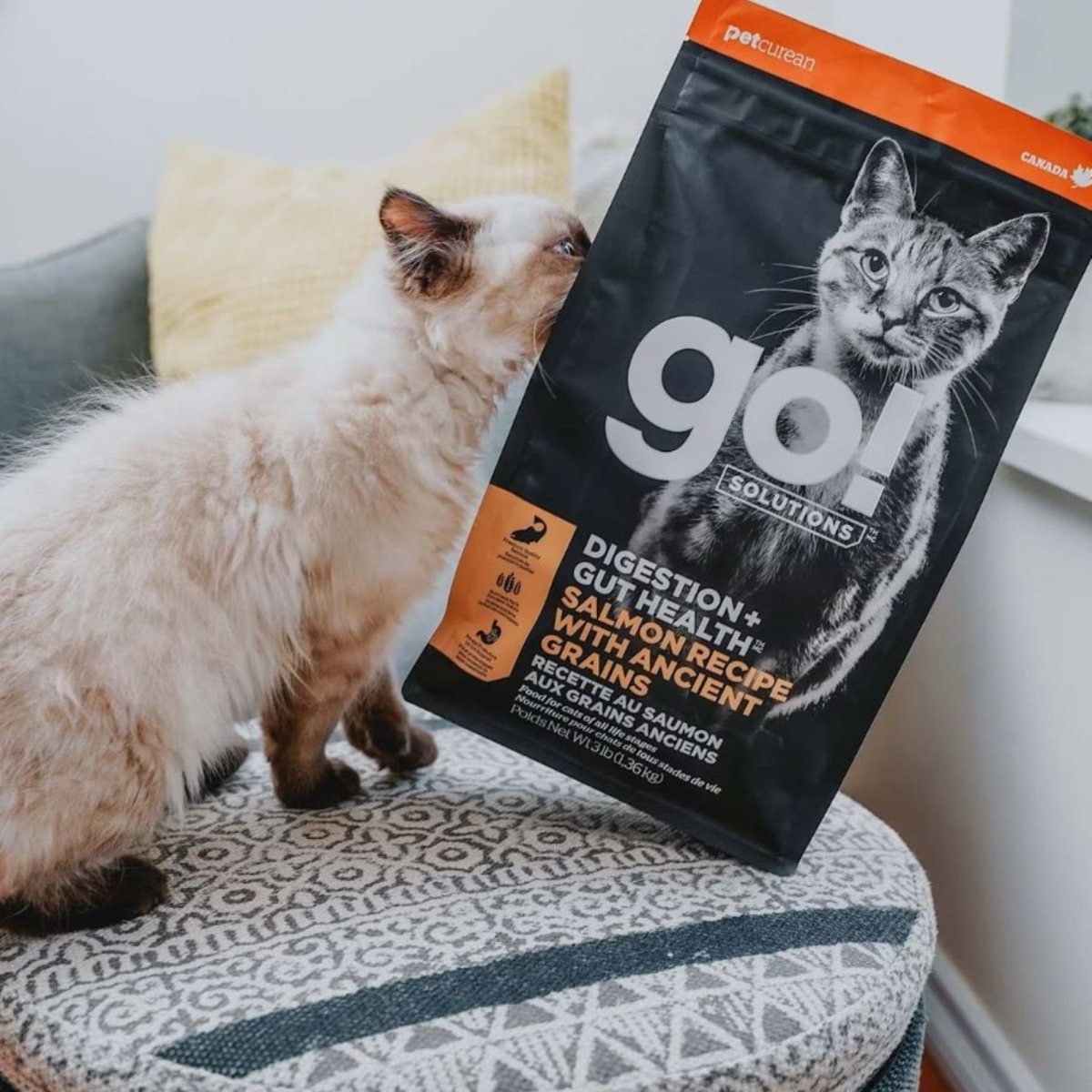 Go! Cat Digestion & Gut Health Salmon Ancient Grain 8Lb - Pets Perfect