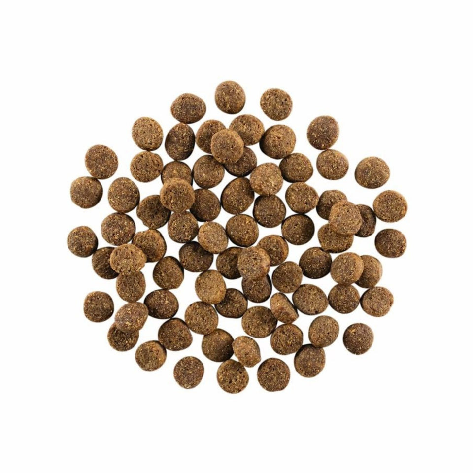 Go! Dog Skin & Coat Care Salmon With Grain 12Lb