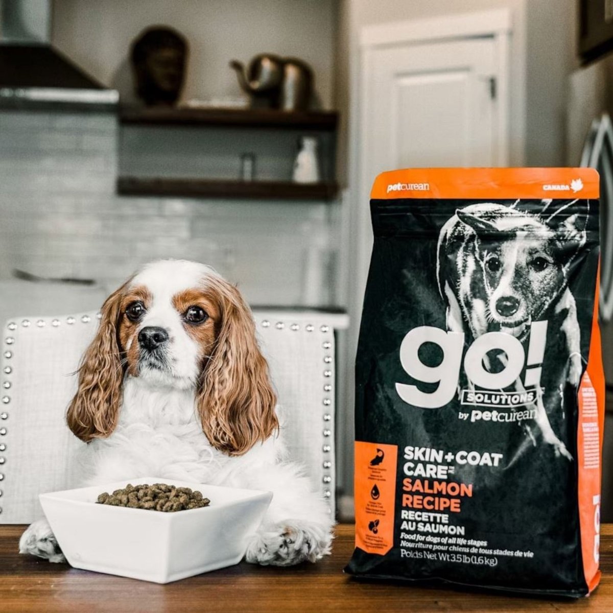Go! Dog Skin & Coat Care Salmon With Grain 12Lb - Pets Perfect