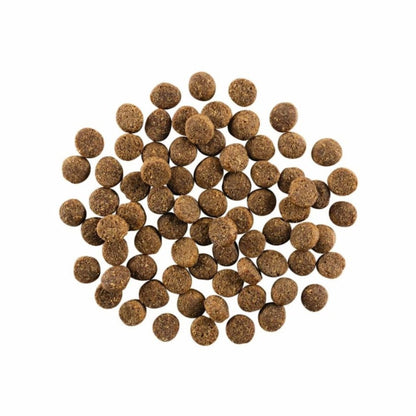 Go! Dog Skin & Coat Care Salmon With Grain 22Lb - Pets Perfect