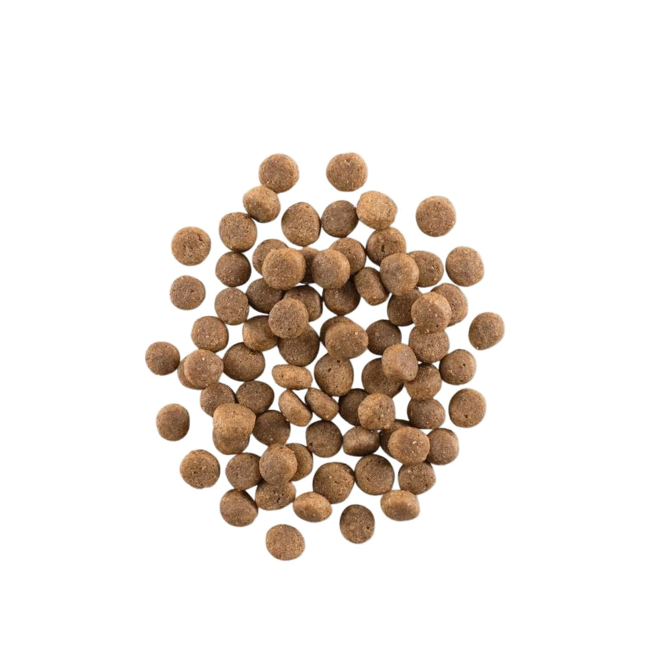 Now Fresh Dog Grain Free Puppy Turkey 22Lb
