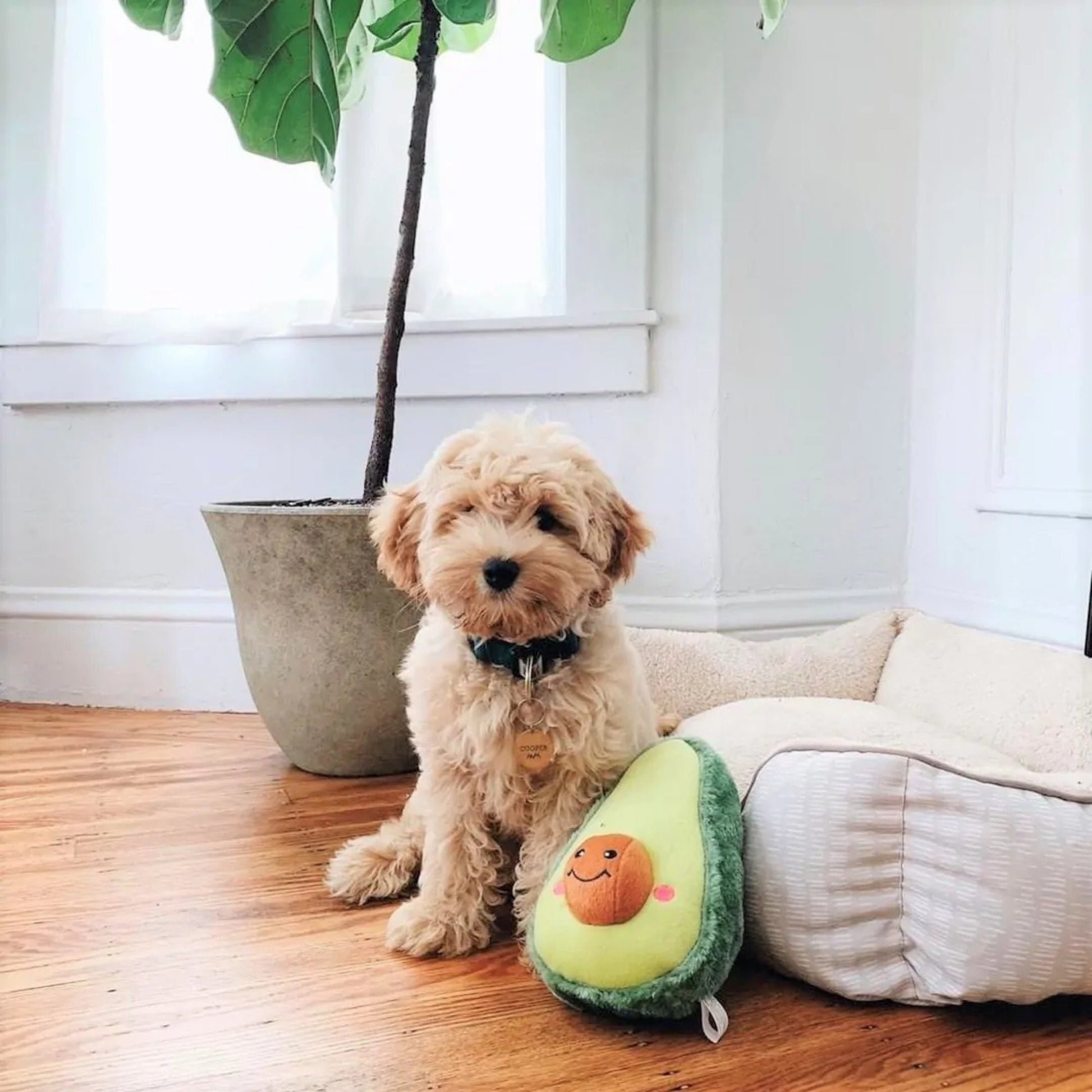 ZippyPaws NomNomz Dog Toy Avocado, Medium, view 2