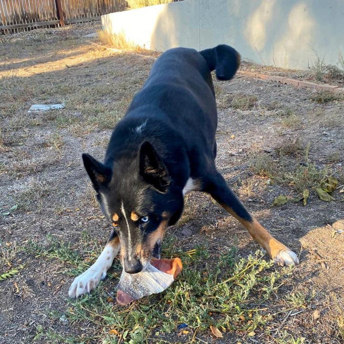 Icelandic+ Pig Ear Wrapped with Cod Skin – High Protein Dog Chew | Case of 30 - Pets Perfect