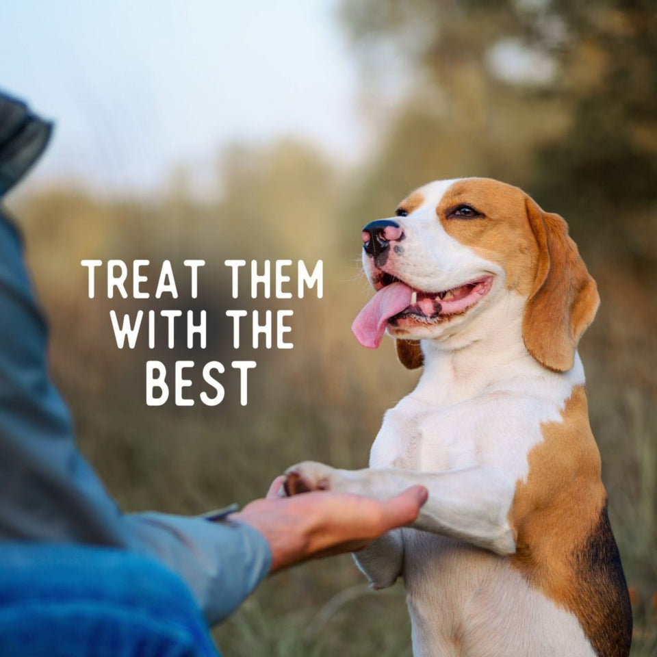Beg & Barker Whole Turkey Chips Dog Treats 8 oz
