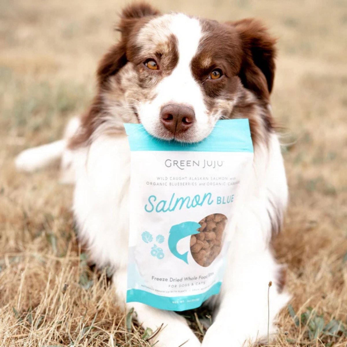 Green Juju Dog & Cat Freeze - Dried Wild Salmon Bites 7.5oz - Pets Perfect
