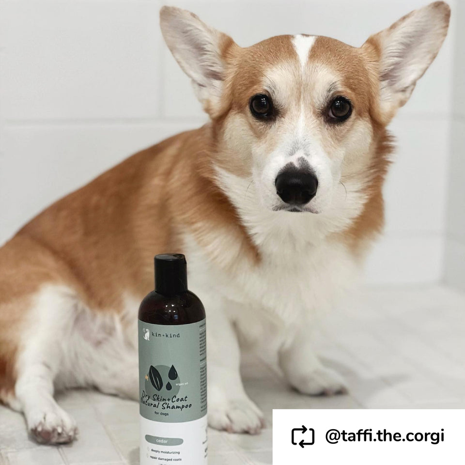 Kin+Kind Pet Shampoo Dry Skin+Coat Cedar 12 oz