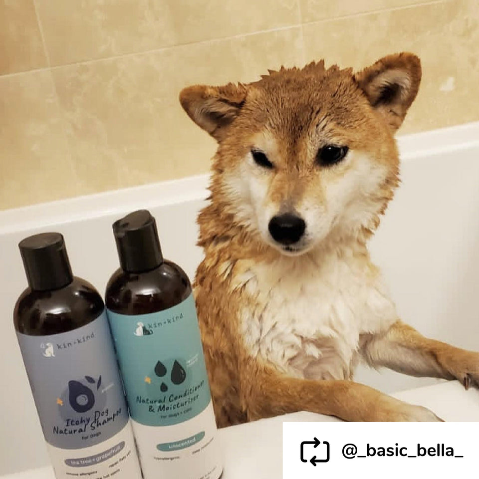 Kin+Kind Pet Shampoo Itchy Dog Tea Tree+Grapefruit 12 oz