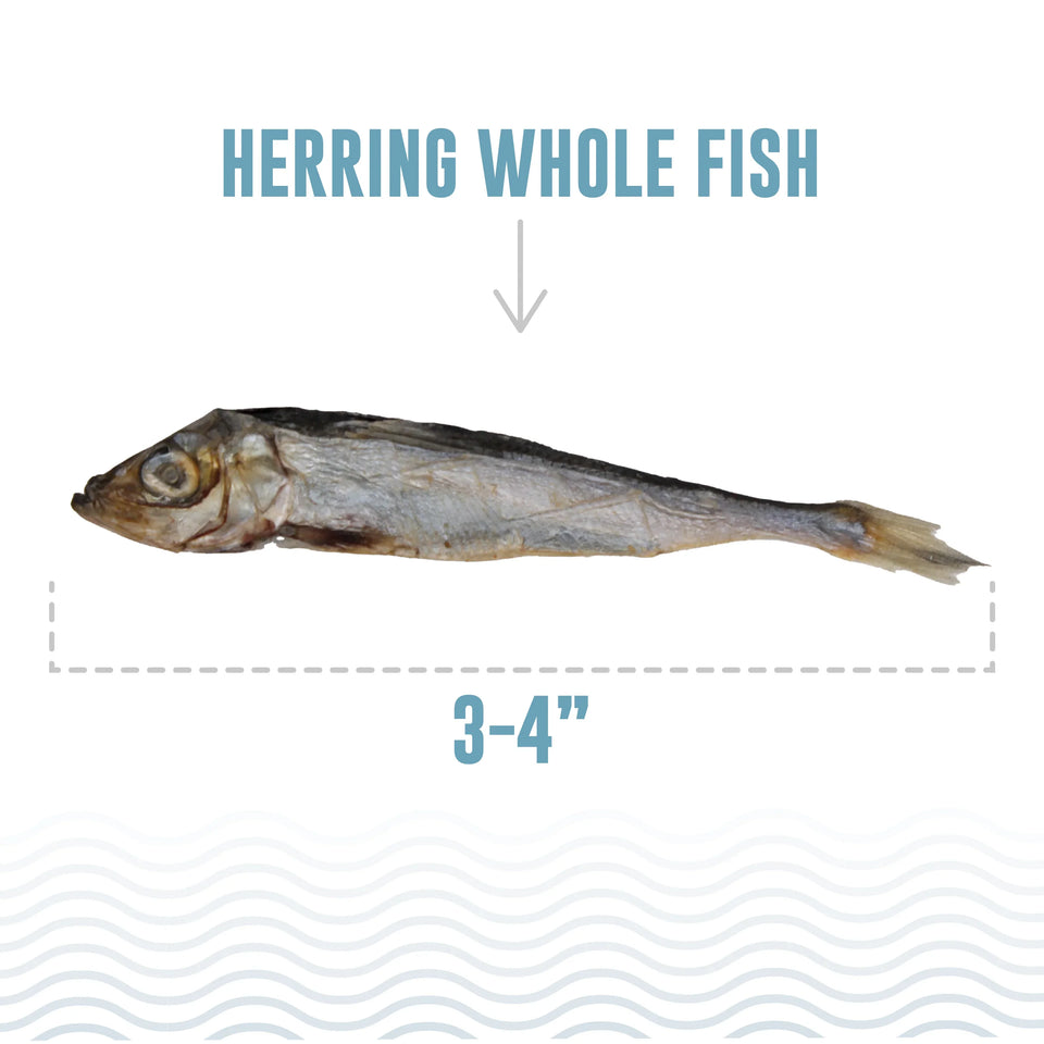 Icelandic Cat Herring Whole Fish 1.5 oz