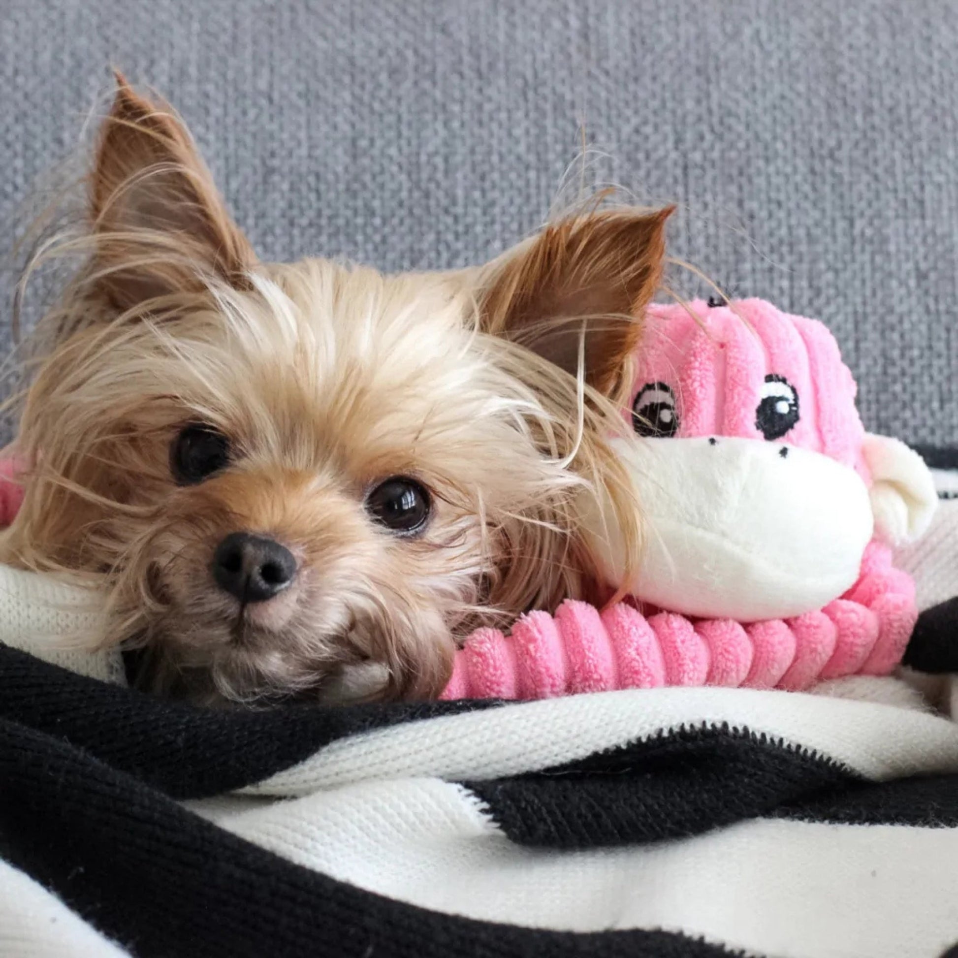 ZippyPaws Spencer the Crinkle Monkey Dog Toy, Pink, Small, view 2
