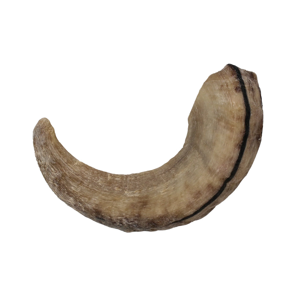 Icelandic Lamb Horn - Bulk 24 ct (Display Refill) (Sized Approx. 6.5-7 in)