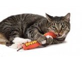 Petstages Green Magic Dynamite Catnip Toy Red 1ea/One Size - Pets Perfect
