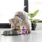 Dogs In The Kitchen Fowl Ball Chicken and Turkey Au Jus Wet Dog Food 10oz - Pets Perfect