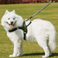 Ultimate Freedom Dog Leash & Harness Combo - Pets Perfect
