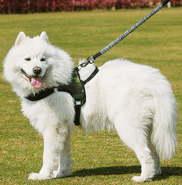 Ultimate Freedom Dog Leash & Harness Combo - Pets Perfect