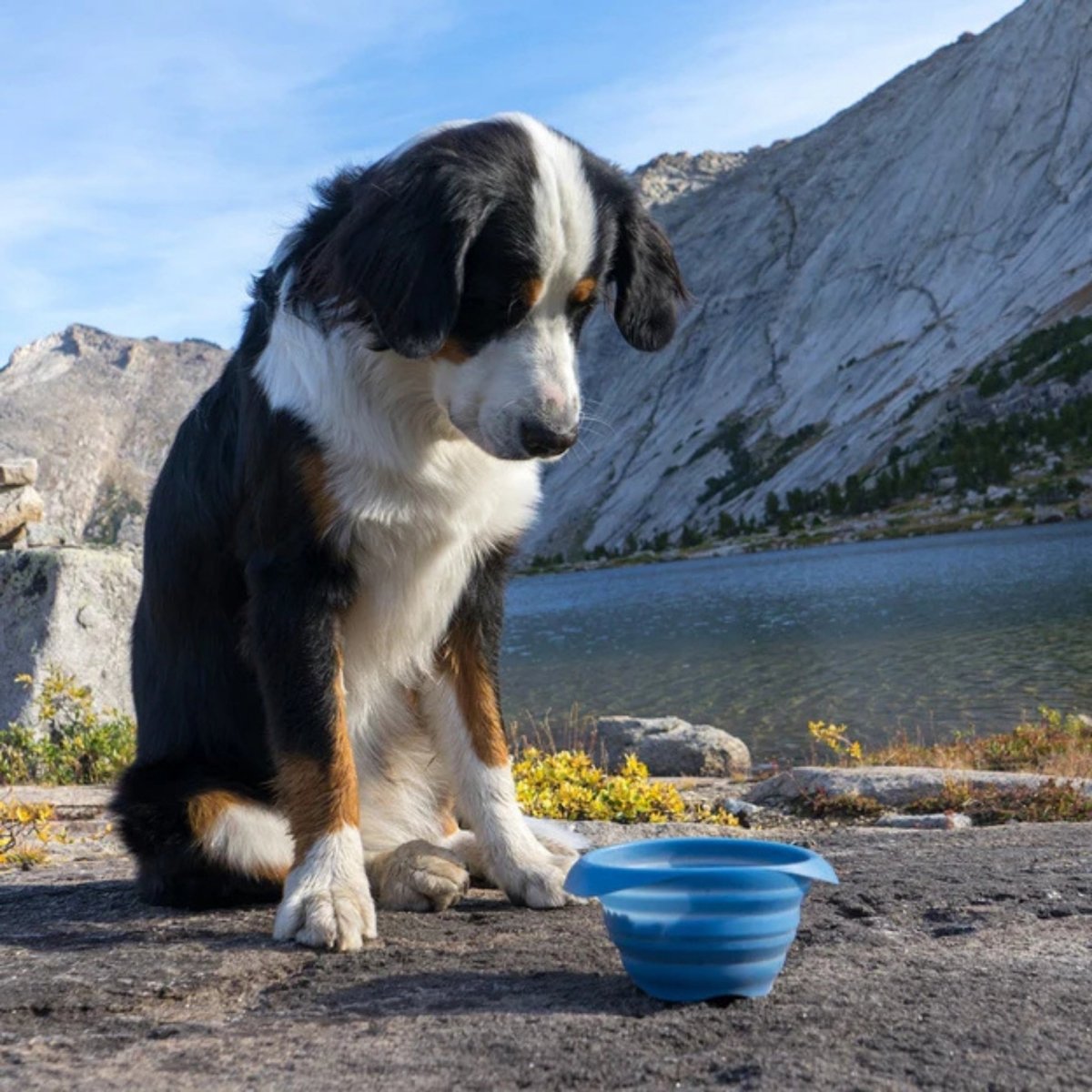 Kurgo Dog Collaps - A - Bowl Blue - Pets Perfect