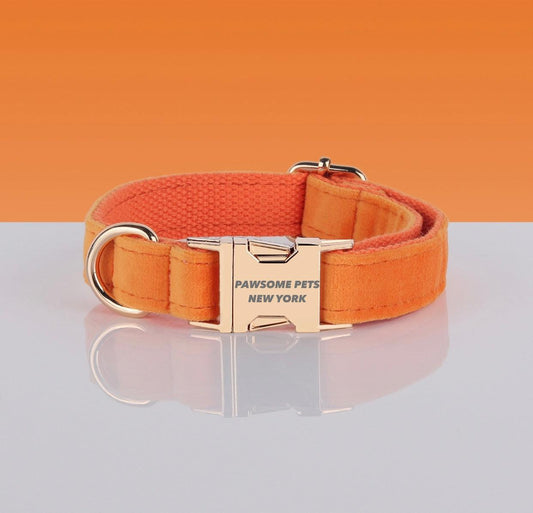 Orange dog collar with gold buckle on a reflective surface and orange background