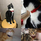 Luxurious Flocked Cat Collar: The Ultimate Pet Accessory For Style And Comfort - Pets Perfect
