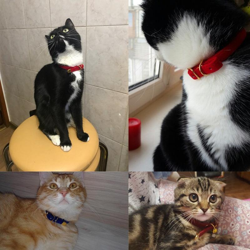 Luxurious Flocked Cat Collar: The Ultimate Pet Accessory For Style And Comfort - Pets Perfect