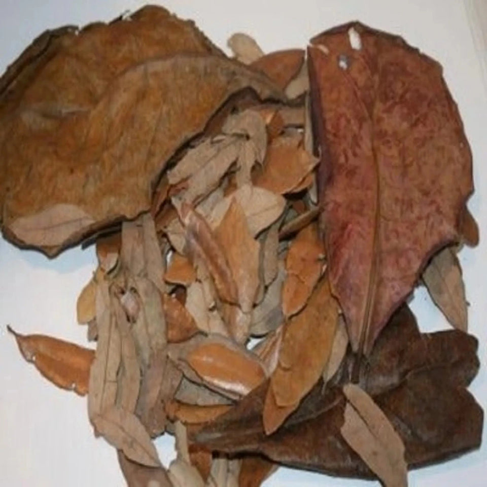 Jungle Bob Tropical Leaves - Pets Perfect