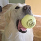 Fetch & Glow Balls
