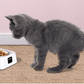 Smartfeed 5G: The Ultimate Automatic Pet Feeder