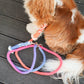 HANDS FREE DOG ROPE LEASH - PALETTE - Pets Perfect